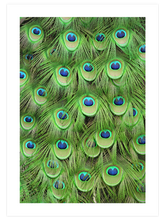 Plumage - Art Print